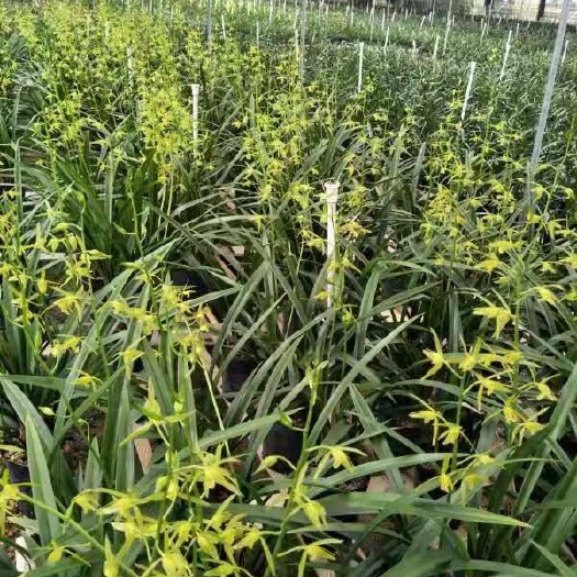 翁源县 广东兰花 基地直销 墨兰 白墨 6苗起 带花苞