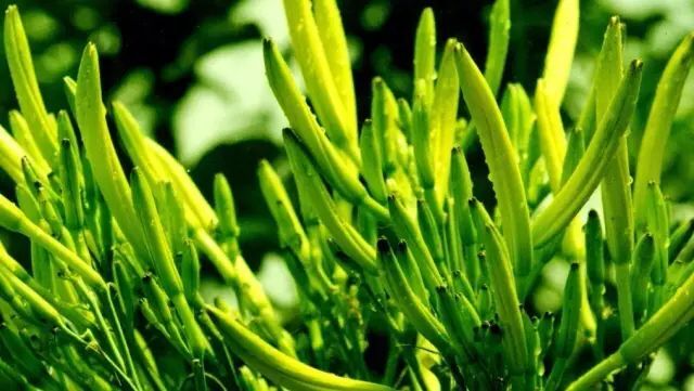 商丘 黄花菜，价钱可议，稳定供货