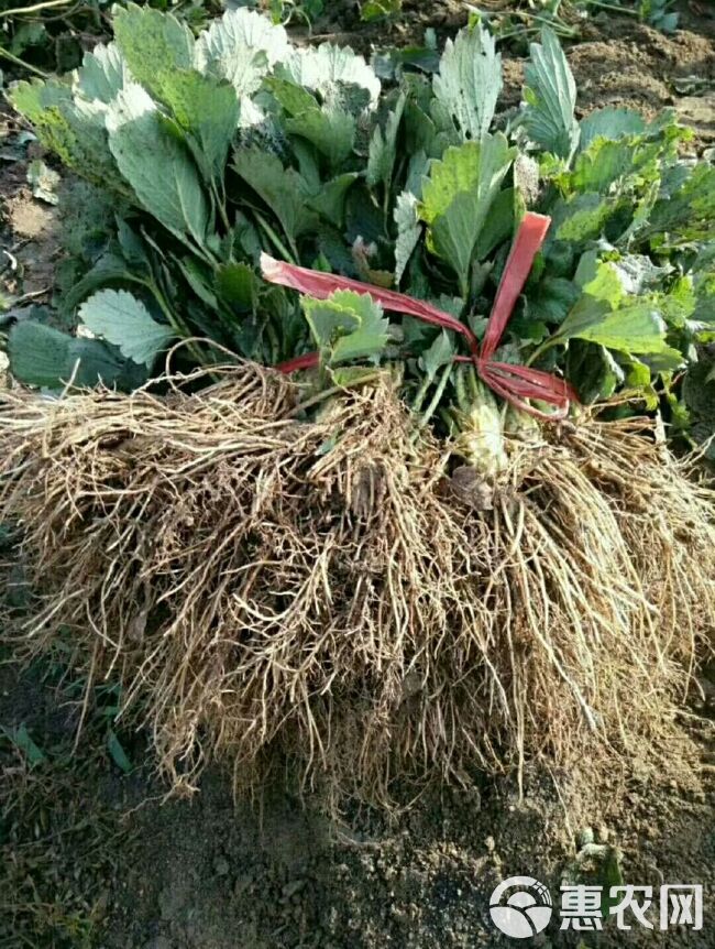 达塞草莓苗  山东凤岐草莓基地批发达赛草莓苗适合南北方露天种植产量高口感好