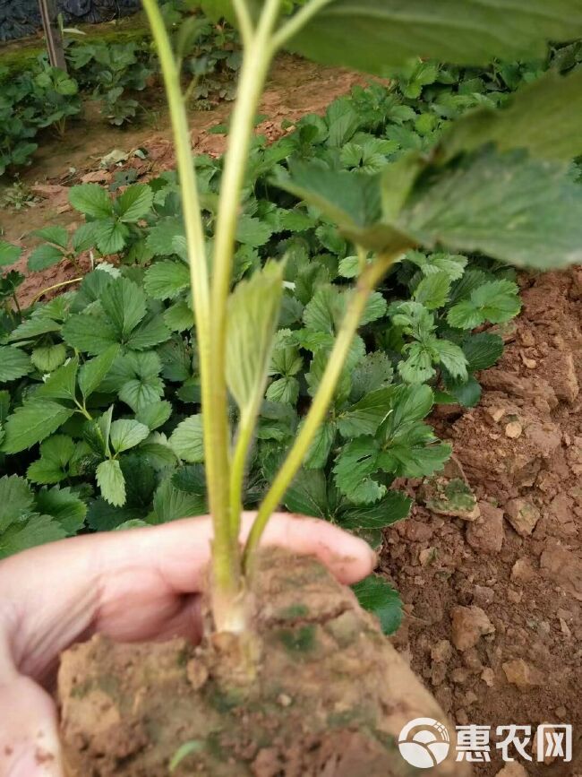 达塞草莓苗  山东凤岐草莓基地批发达赛草莓苗适合南北方露天种植产量高口感好