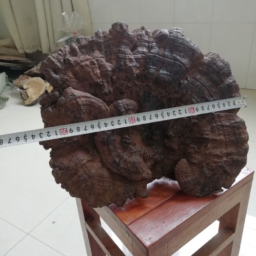 隆林县天然黑灵芝  直径20～29公分 成熟老身