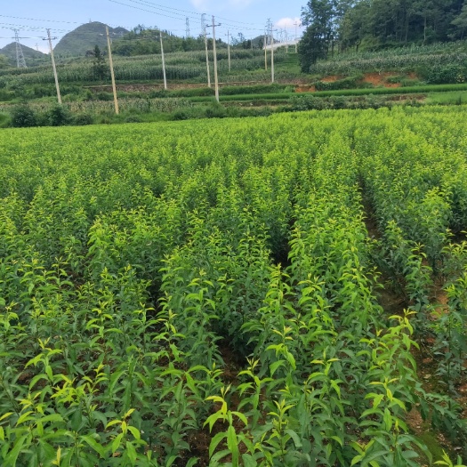 镇宁县 蜂糖李树苗