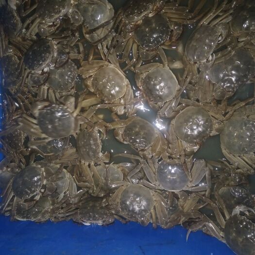 东营 黄河口大闸蟹