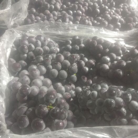 苏州 精品葡萄质量好价格美丽