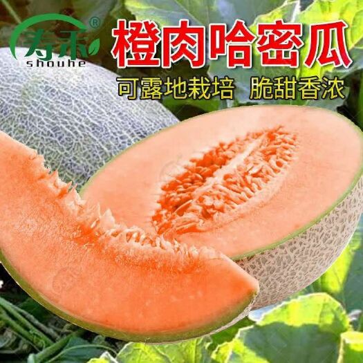  奶香蜜王哈密瓜种子橘红肉网纹甜瓜春季秋季新疆哈蜜瓜种子