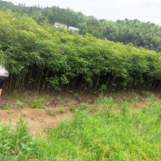 浏阳市 香樟树，香樟树苗，1.8米高香樟苗，0.5到2公分香樟苗大量