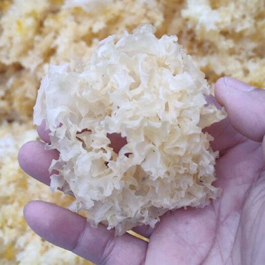 青川县 椴木银耳，量大从优。