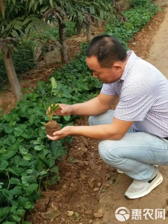 达塞草莓苗  山东凤岐草莓基地批发达赛草莓苗适合南北方露天种植产量高口感好