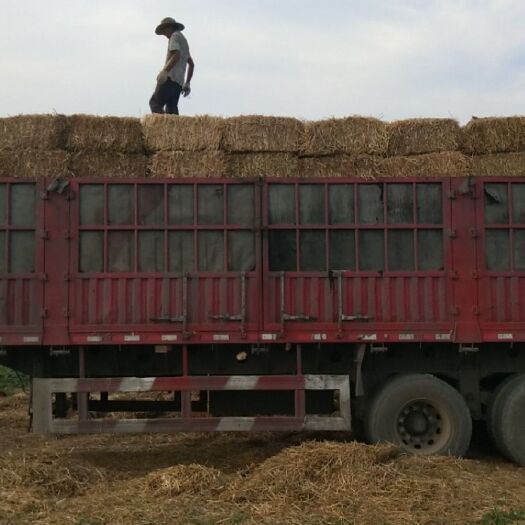 叶县秸秆饲料  常年大量供应优质小麦秸秆，花生穰