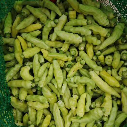 文山市泡椒
