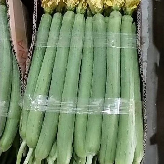 东海县鲜花丝瓜  精品丝瓜