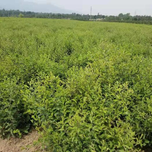 咸阳 苍术种苗，含朱砂点，北苍术，母本检测报告！