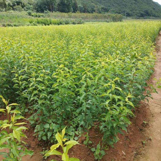 河口县桂七芒果苗 品种纯正，