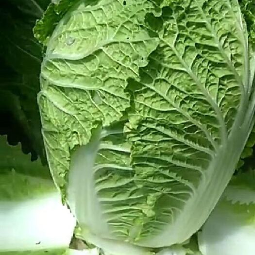 沽源县包尖白菜 沽源蔬菜上市了
