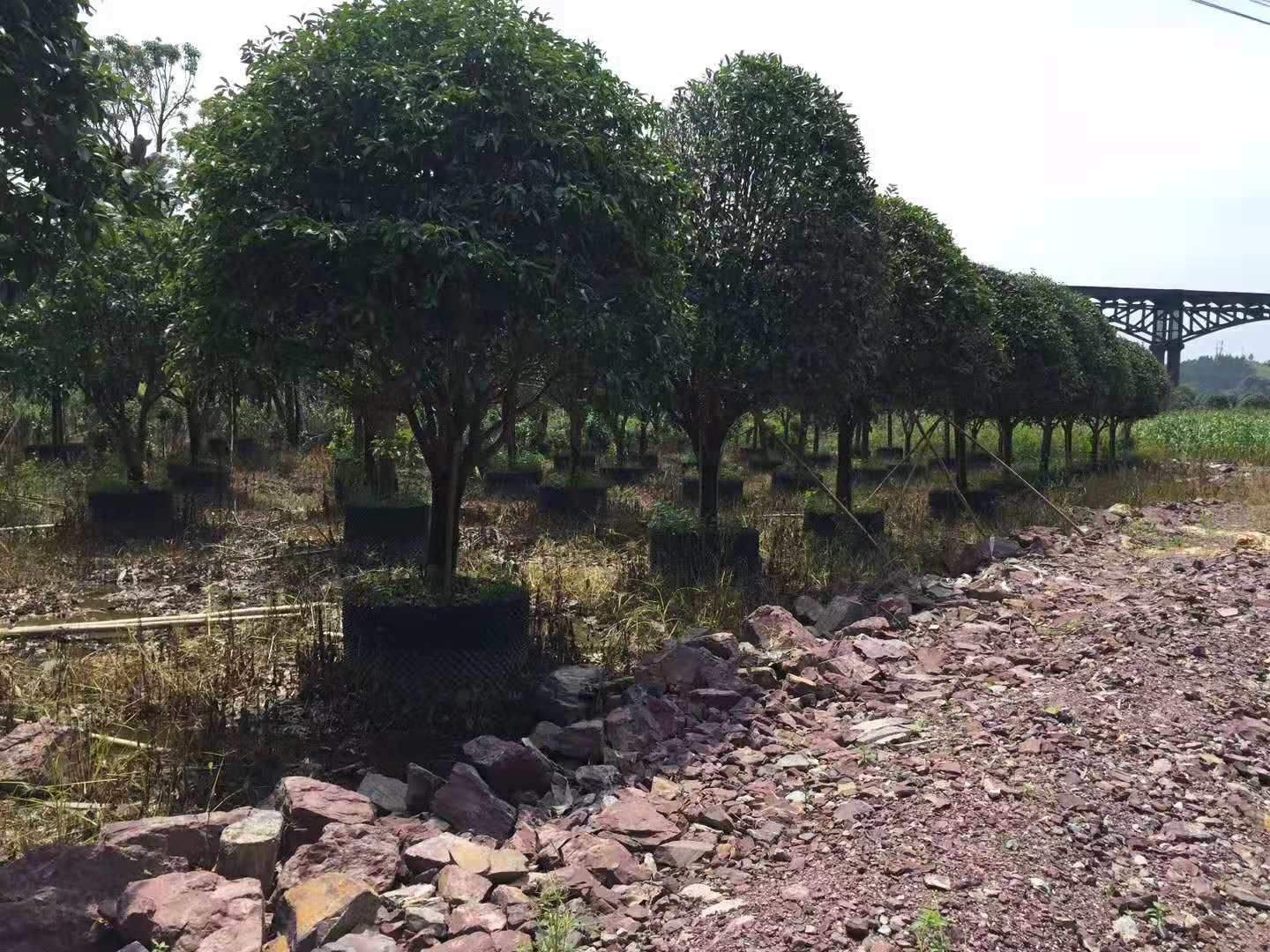 八月桂 桂花