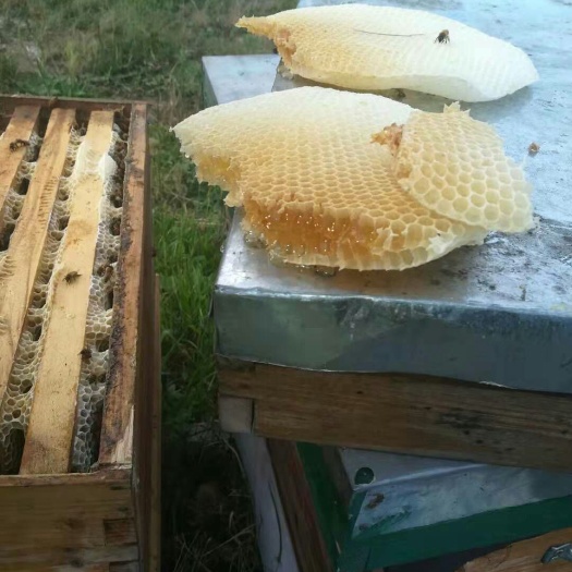 宝清县蜂王浆 东北椴树蜜