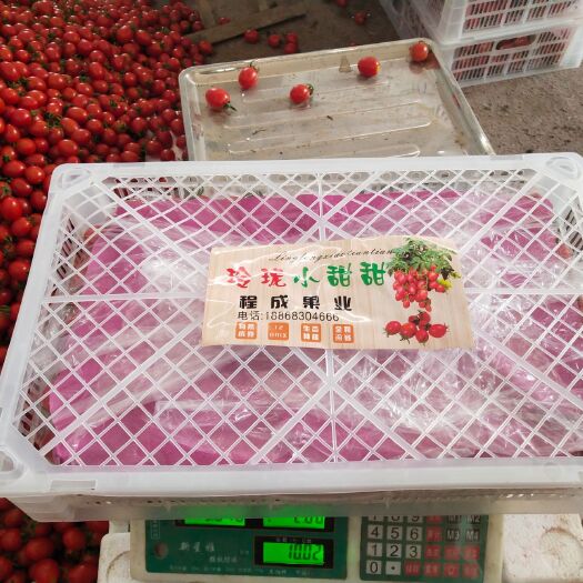 平度市 釜山88圣女果需要的老板可以联系我
