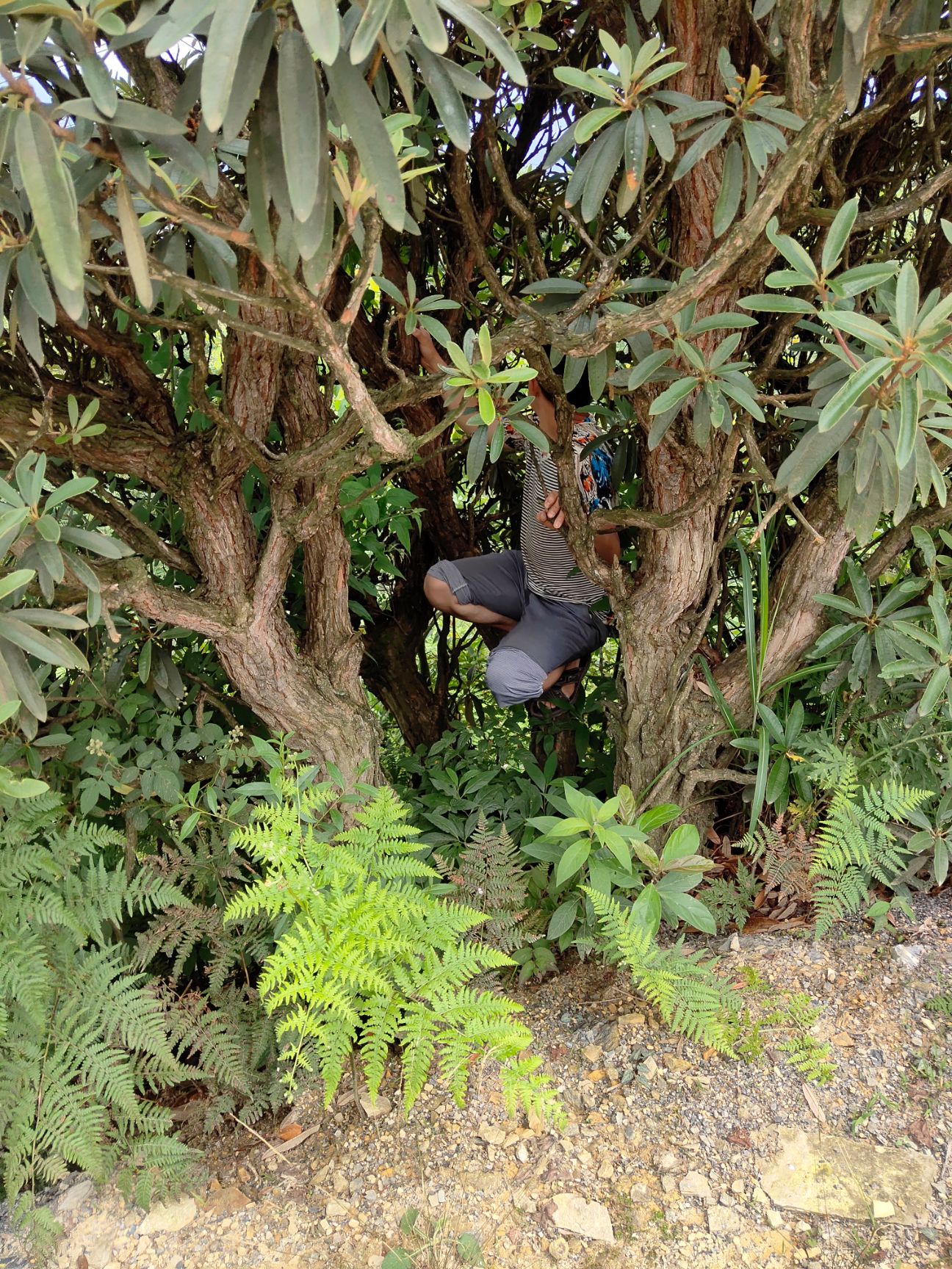 映山红 3.5米~5米 