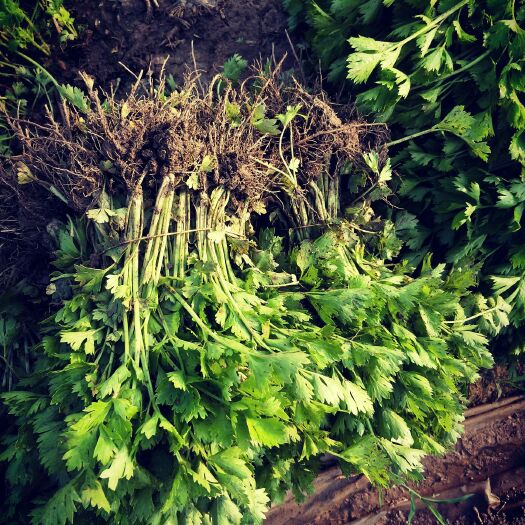 芹菜苗 鲁北繁育基地，往全国菜农前来指导，考察。
