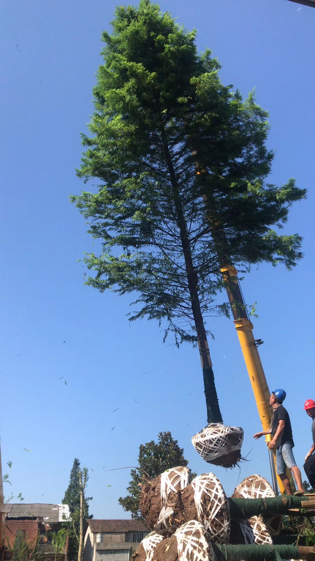 普通落羽杉 落雨杉，湖南落雨杉，水杉，池杉大量供应