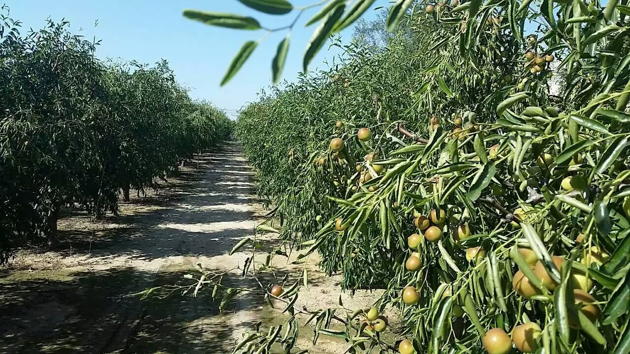 金丝小枣 小枣圈