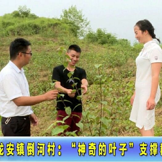 邻水县豆腐柴苗 豆腐柴种苗豆腐柴干粉