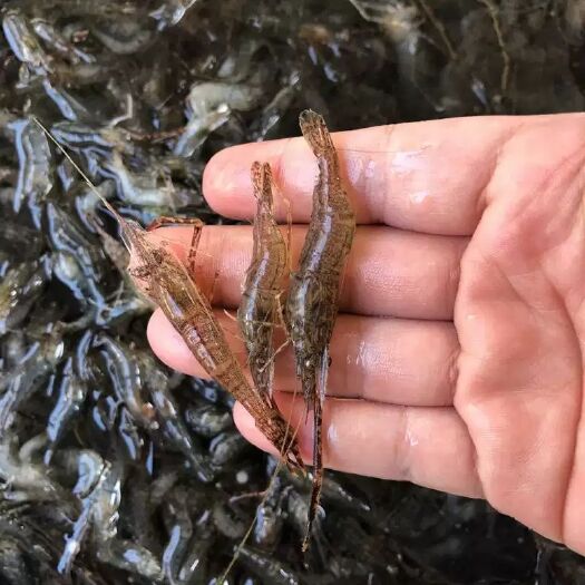 东营 主营黄河口大闸蟹，小河虾，牛蛙，龙虾，淡水鱼海鱼，黄鳝，泥鳅
