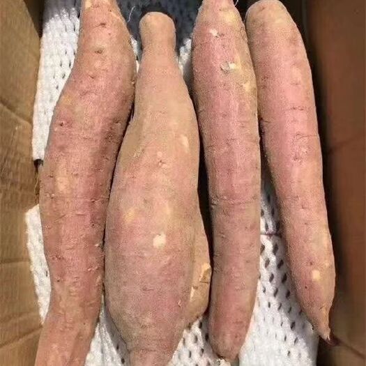 西安板栗薯 6两~1斤 红皮