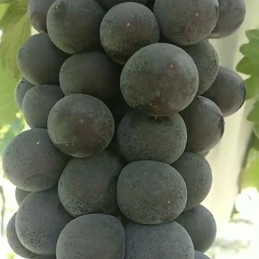 渭南 夏黑葡萄，色泽饱满，口感甜润