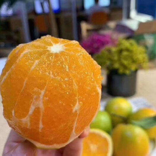 夏橙 就是夏天上市的橙子田园直供高中低端市场需求发车发财进