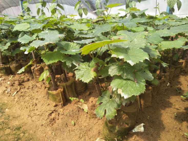  基地直销500万棵品种葡萄苗
可实地考察，签订购苗合同