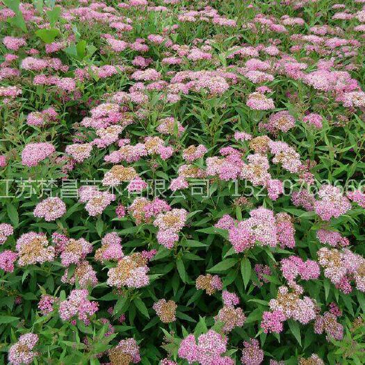 沭阳县 金山绣线菊
