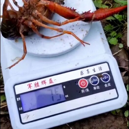 重庆市 小龙虾出售