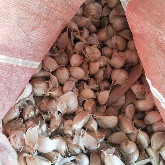 广饶县蒜米 蒜瓣，手工分拣