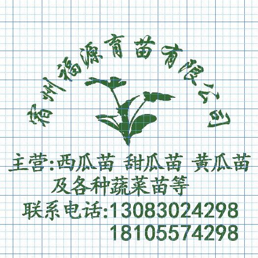 宿州 早春红玉礼品型西瓜苗根系发达易成活抗病强抗重茬