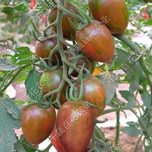  五彩小西红柿紫圣女果种籽草莓番茄种子紫五彩番茄种子