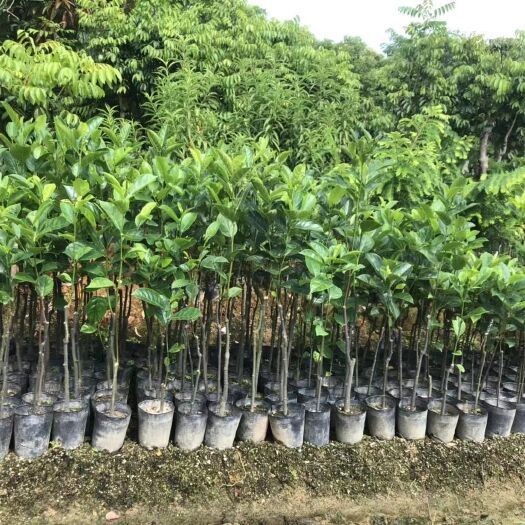 揭阳海南菠萝蜜苗 出售菠萝蜜 树菠萝小苗