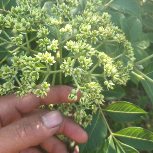 临湘市 湖南吴茱萸小花，今年新出产品，货源多多，有需要的联系我。