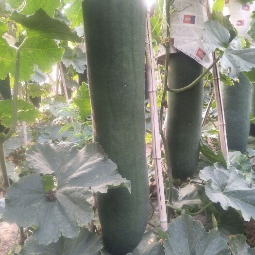 郸城县 大量供应黑皮吊冬瓜