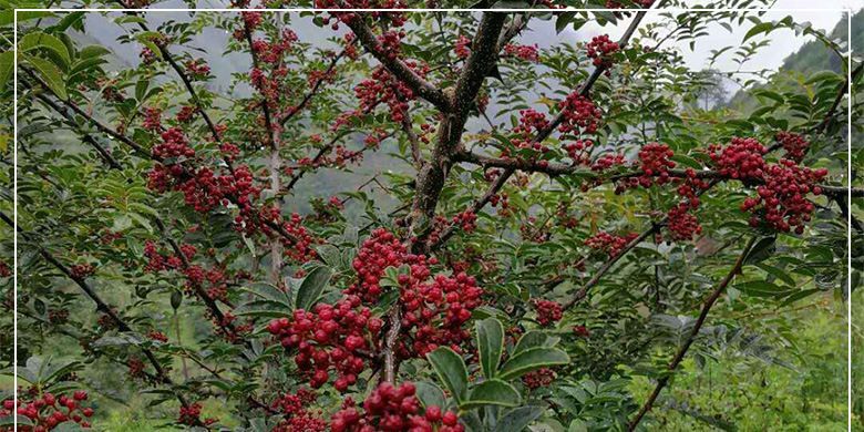 成都富平狮子头花椒 一级 干花椒