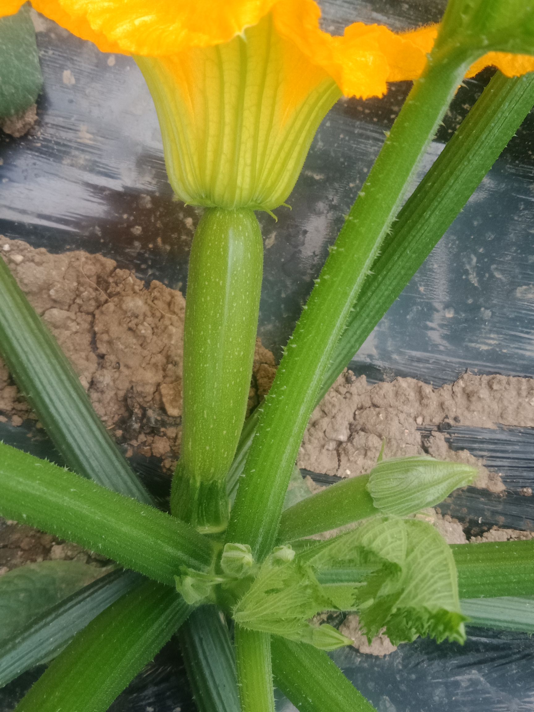 绿皮西葫芦种子 瓜条长，颜色绿