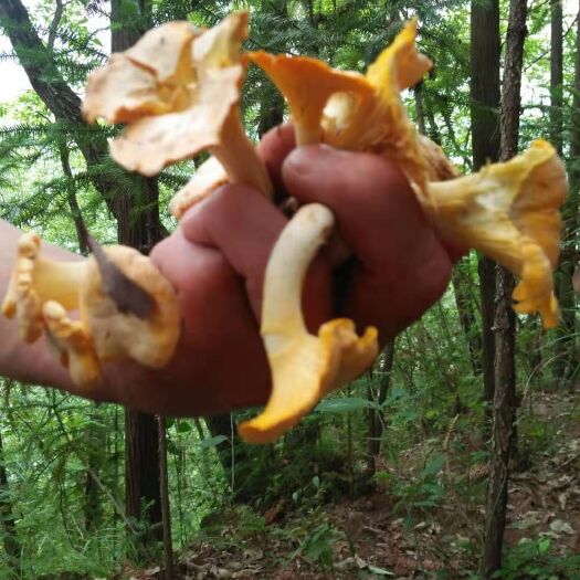随县干巴菌 干货 