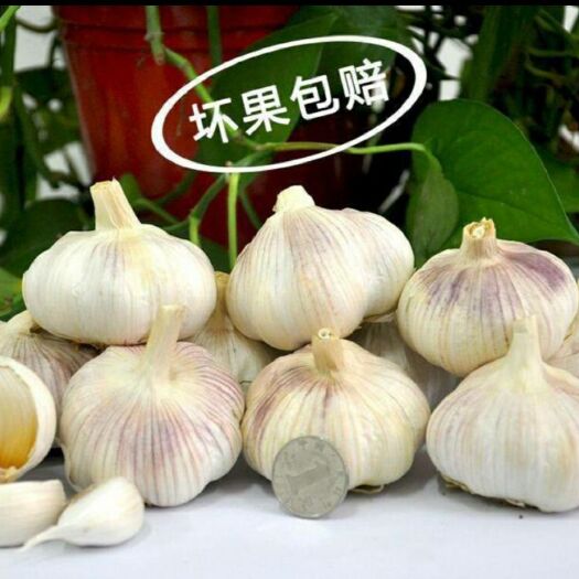 杞县 农家干大蒜头，杞县大蒜，杞县特产，自种！