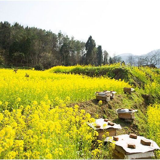 临沂土蜂蜜 20年蜂农天然成熟封盖蜜