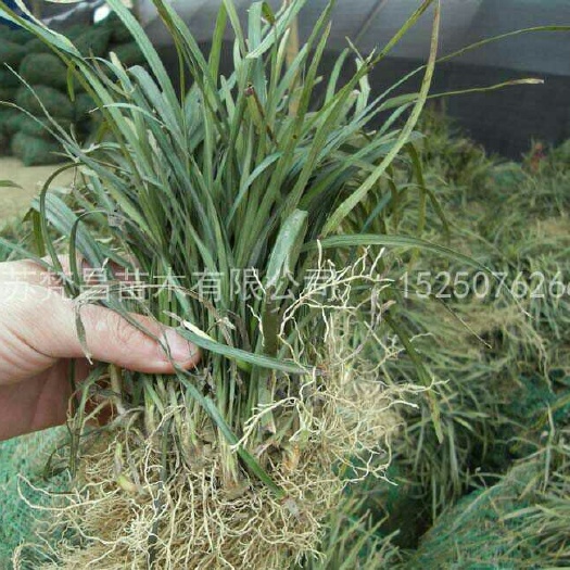 沭阳县 麦冬草