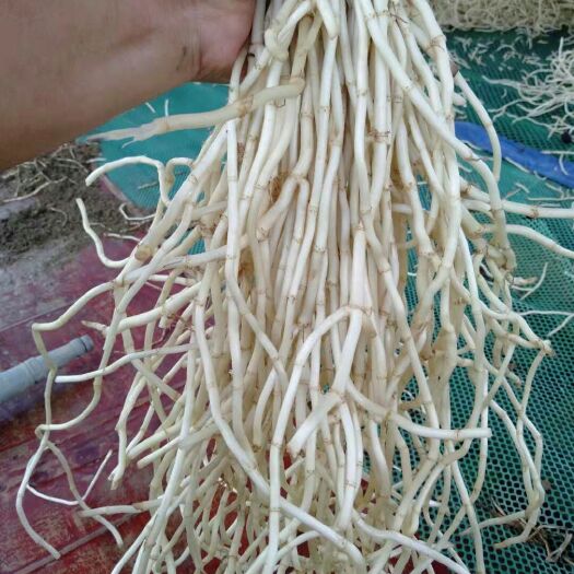 凤凰县鱼腥草根