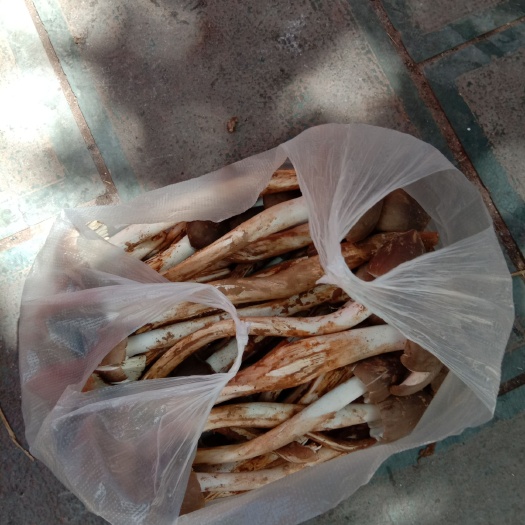 云龙县 美味天然野生鸡枞菌
