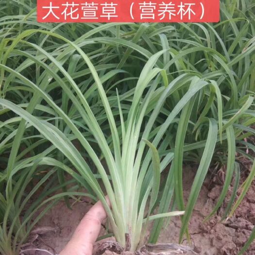 青州市大花萱草 货源充足，质优价廉