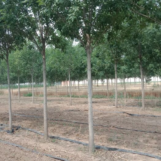深州市速生白蜡十公分质量优等价格低廉欢迎选购