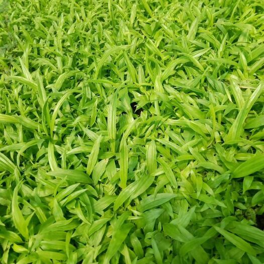 会泽县紫花白芨苗 白芨直播小苗，品种相当好，宽叶紫花三叉白芨